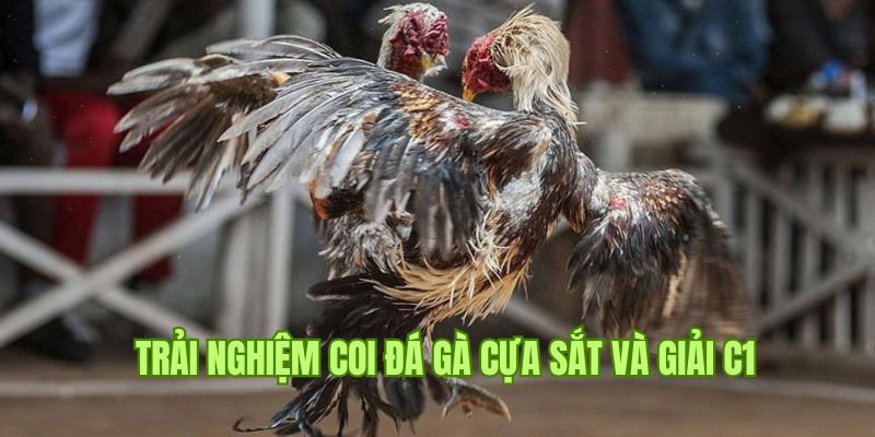 Phân tích cách chơi đá gà cựa sắt và c1 tại Hitclub