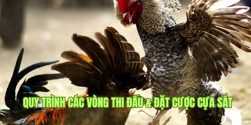 Giai đoạn bắt đầu thi đấu trong đá gà cựa sắt tại cổng game