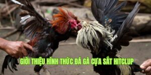 Thông tin sơ lược về hình thức đá gà cựa sắt tại Hitclub