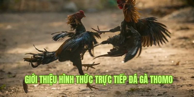 Một số thông tin cần biết về hình thức trực tiếp đá gà Thomo