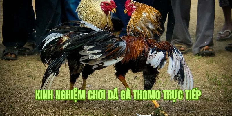 Tổng hợp chiến thuật thi đấu Thomo trực tuyến chắc thắng