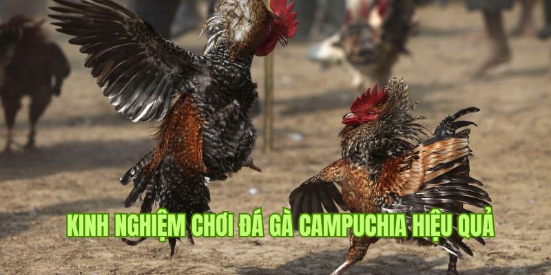 Chiến thuật chơi đá gà Campuchia trực tuyến chắc thắng 